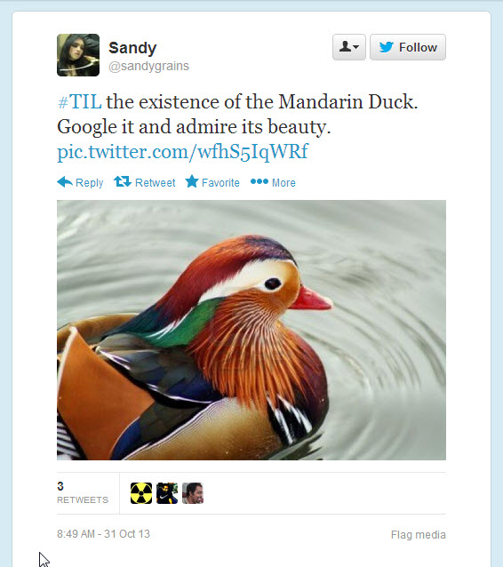twitter tweet featuring a mandarin duck